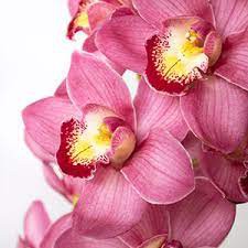 Ορχιδέα Cymbidium Κλαδί